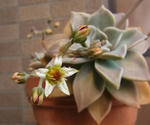 130415oboro.jpg