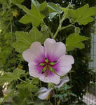 130415labatera.jpg