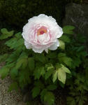 130423botan.jpg