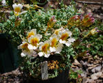 130428sessilifolium.jpg
