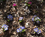 130506primula.jpg