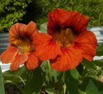 130519nasuta2.jpg