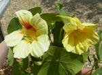 130519nasuta1.jpg