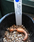 130523tuber.jpg
