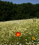 130528camomile.jpg