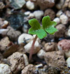130530germination.jpg