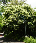 130602kuri.jpg