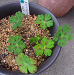 130602geranium.jpg