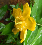 20130612kinsibai.jpg