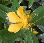20130612biyouyanagi.jpg