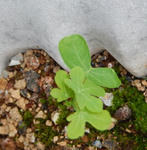 130629germination.jpg