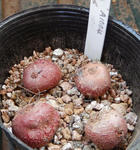 130629tubers.jpg