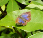 130630sijimi.jpg