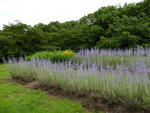 130702russiansage.jpg