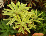 130707euphorbia.jpg