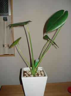 DSC01503.JPG