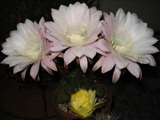 DSC02363_s.jpg