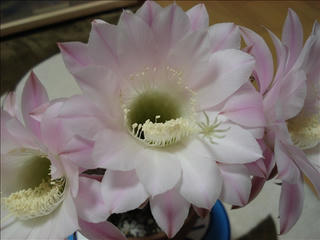 DSC02369_s.jpg