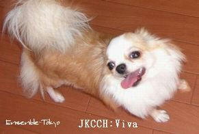 20100601viva1.jpg
