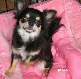 20100819piu1.JPG