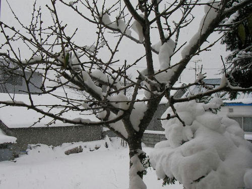 SANY0756.JPG