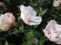 IMG_1616.JPG