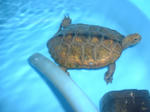 DSCF0028.JPG