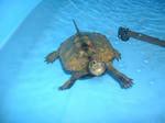 DSCF0029.JPG
