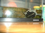 DSCF0034.JPG