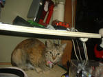 DSCF0064.JPG