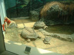 DSCF0006.JPG
