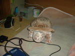 DSCF0002.JPG