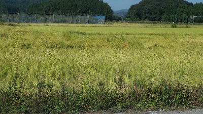 DSC00065.jpg