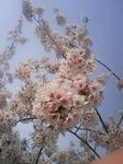 080413_080609.JPG