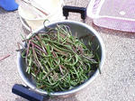 090503_114134.JPG