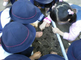 4tanemaki5-11.jpg