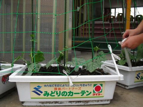 6-9midori6.jpg
