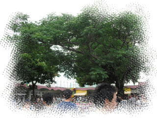 titinohi1.jpg