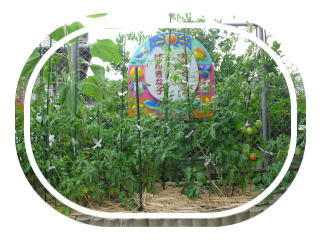 tomato21.jpg