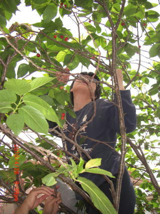 cherry2.jpg