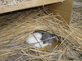 usagi-baby5191.jpg