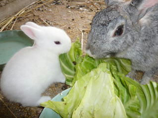usagi-baby52411.jpg