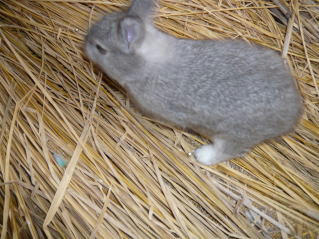 usagi-baby52421.jpg