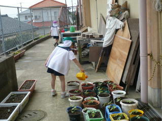 asagao526-4.jpg