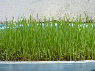 6125taue1.jpg