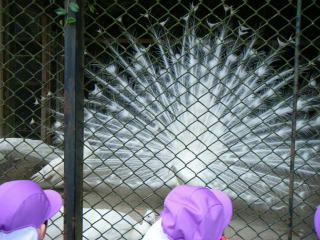zoo7.jpg
