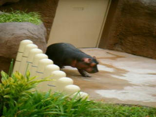 zoo31.jpg