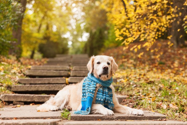 犬も人も怖い!ドッグトレーナーが教える、自信に満ち溢れた優しい犬に育てる3つのコツ