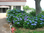 レストラン前の紫陽花