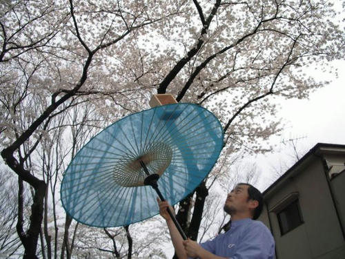 07熊八花見傘枡